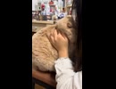 やじゅまんと見る吸い