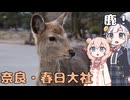 奈良でシカ