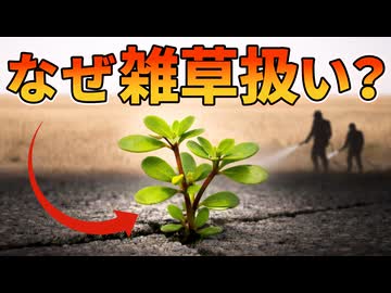 丈夫で栄養豊富なスベリヒユが雑草扱いされている理由【解説動画】