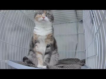 外を眺めてしっかり番猫やってます