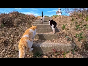【完全に映画】港で出会った猫たちと灯台まで散歩するだけの動画が尊すぎる