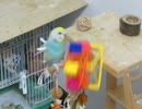 観覧車のおもちゃを咥えて落とすインコ→その後は大人しい テリトリーでキョロキョロするキンカチョウ2026年2月11日