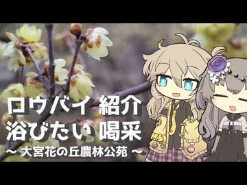 【VOICEVOX旅行】ロウバイ 紹介 浴びたい 喝采 大宮花の丘農林公苑【ラップっぽいなにか】