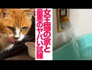女王猫の家、最悪の試練に襲われる