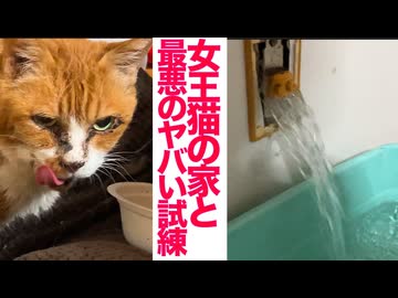 女王猫の家、最悪の試練に襲われる