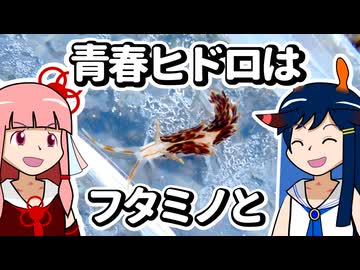 【ウミウシ解説】青春ヒドロは　フタミノと【琴葉姉妹の磯遊び】