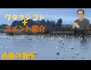 SATORISM講演会（２／１４東京）参加します・白鳥の名所（宮城県北）すごかった←私事【アラ還・読書中毒】コメ：不正選挙、憂国というよりワク絡みでは？公明党が仕掛けて立憲が引っかかった構図！