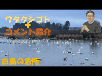 SATORISM講演会（２／１４東京）参加します・白鳥の名所（宮城県北）すごかった←私事【アラ還・読書中毒】コメ：不正選挙、憂国というよりワク絡みでは？公明党が仕掛けて立憲が引っかかった構図！