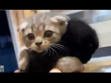 ホモと見る絶対に離れたくない猫