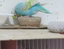 小鳥用の土を齧りまくるインコ 後半に毛繕いするキンカチョウ2026年2月12日