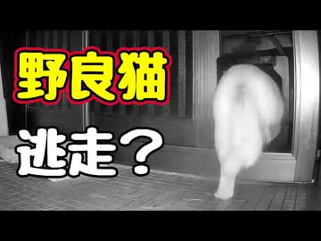 診察 失敗！【野良猫】