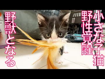 小さき保護子猫、覚醒して野獣となる