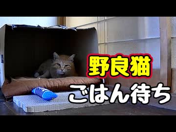 まぁ よう食べる…【野良猫】