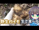 生で食べられる異色の芋を採って食べる！【菊芋】