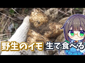 生で食べられる異色の芋を採って食べる！【菊芋】