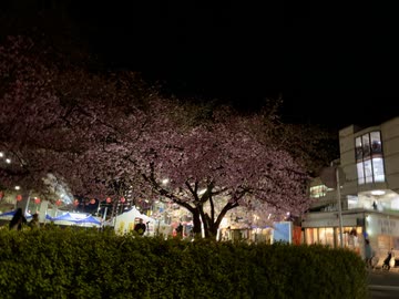 【夜桜ドライブ】三浦海岸桜まつり2026
