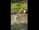 やじゅまんと見る川