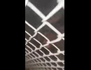やじゅまんと見る柵