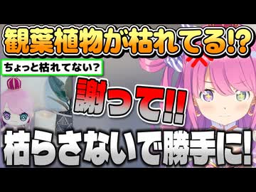 観葉植物が枯れてると言われ謝罪を要求するルーナ姫【姫森ルーナ/ホロライブ切り抜き】