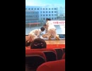 やじゅまんと見る講習