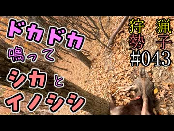 狩猟勢子動画＃043　ドカドカ鳴ってシカとイノシシ