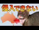 最強外来種マングースがオーストラリアに定着できなかった理由【生物解説】