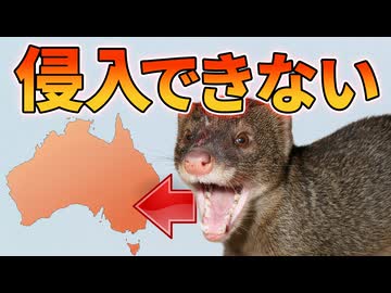 1000頭のマングースがオーストラリアに定着できなかった理由【生物解説】
