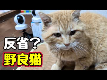 ダメなのは 分かってるのね【野良猫】
