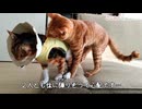 ついに襲い掛かってしまった子猫…