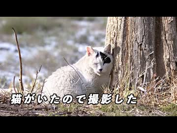 偶然猫と遭遇したので撮影した5