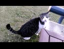 猫ちゃんのフルコース♪（お食事 ～ 毛づくろい添え）