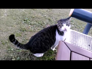 猫ちゃんのフルコース♪（お食事 ～ 毛づくろい添え）