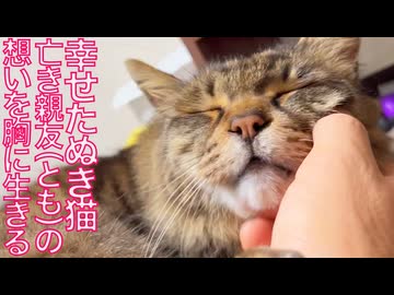 しあわせたぬき猫、亡き親友の分も生きる10年目