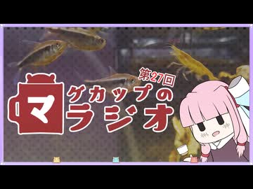 【VOICEROID実況】魚とバレンタイン【マグラジ】