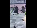 やじゅまんと見る罠