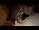 コタツの中でフミフミしているつくしちゃん