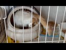 子猫たちのところへ戻るお母さん猫□