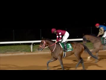 2026 The Saudi Cup Forever Young