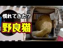 キャリーで ちゅ〜る【野良猫】