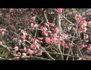2巻目（全4巻）【成田梅まつり】2026年2月14日(土)