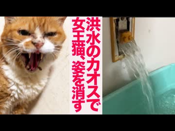 怒りの女王猫、洪水の混乱中に失踪する