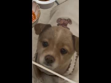 ホモと見るガラスのテーブル越しにこっち見てくる犬