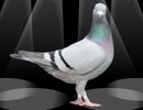 鳩.mp4