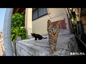まだまだ甘えたいキジトラ＆黒子猫