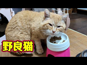若干 怪しむ？【野良猫】