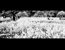 無彩の街／初音ミク