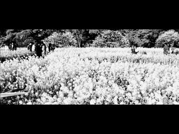 無彩の街／初音ミク