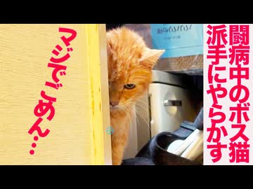 闘病ボス猫、衰弱してるのに派手にやらかす