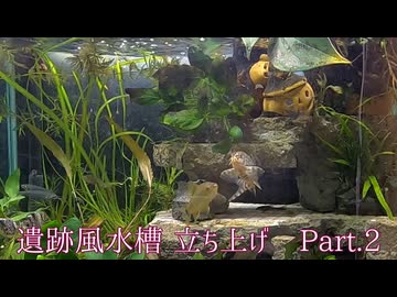 ［アクアリウム］ゆっくり遺跡風水槽を立ち上げる　part2
