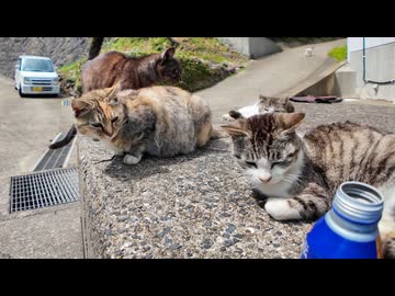 島で唯一の自販機で缶コーヒー飲んでたら、いつの間にか猫カフェになってた件